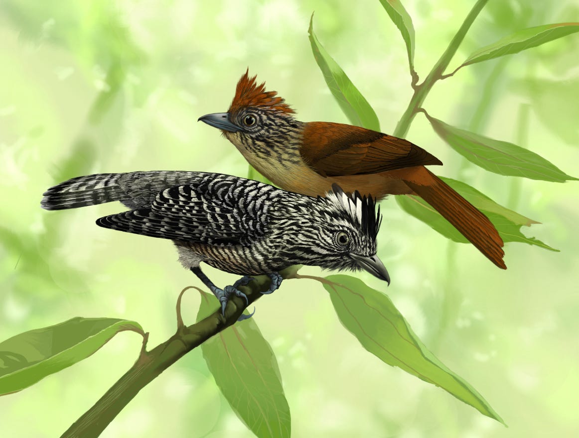 Original art by Bryan Pollock. Atelier trained, Bryan brings the mastery of fine art of line drawing and oil painting to the digital medium. Using Procreate software / app.   Family Thamnophilidae Genus Thamnophilus. Common to Costa Rica.