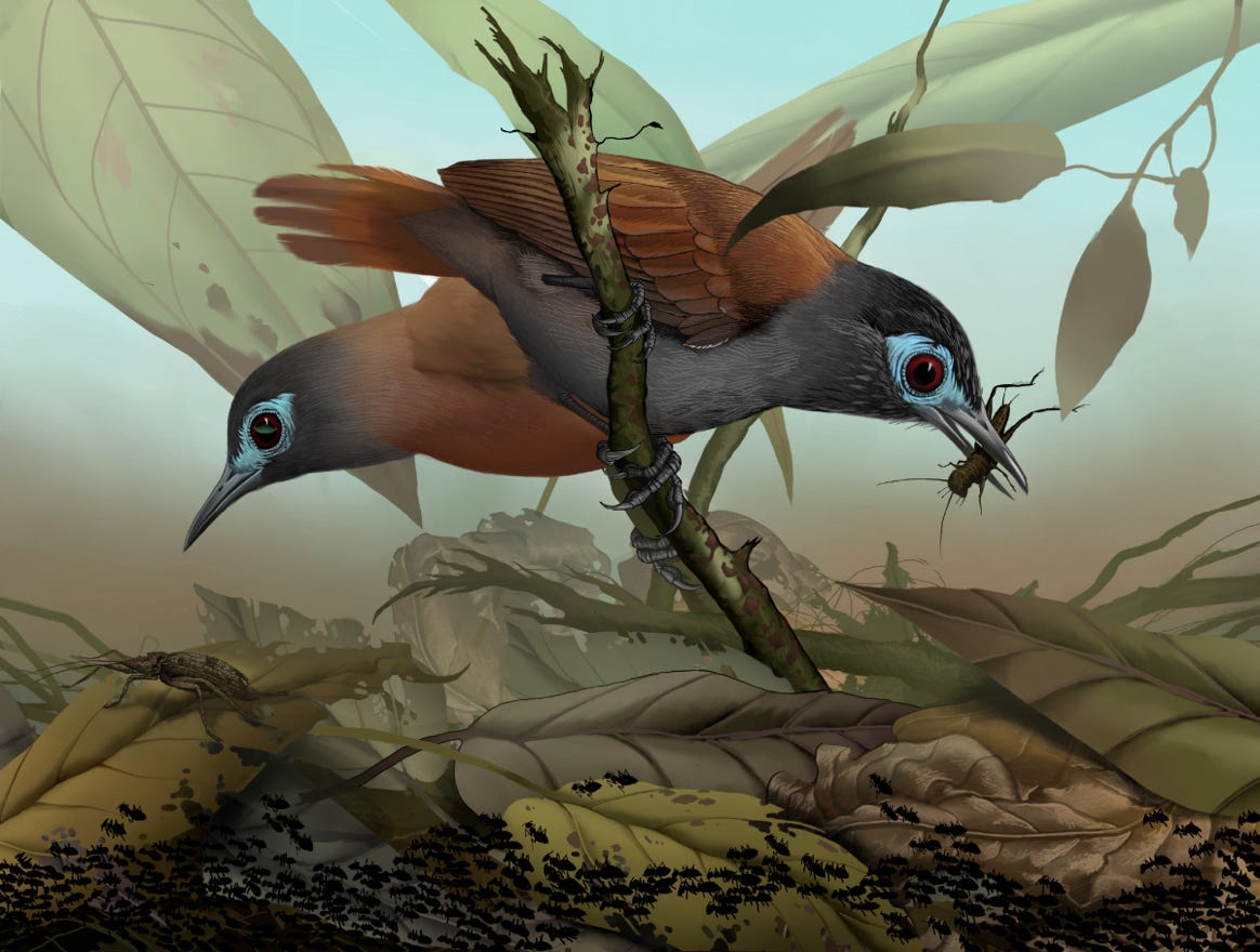 Original art by Bryan Pollock. Atelier trained, Bryan brings the mastery of fine art of line drawing and oil painting to the digital medium. Using Procreate software / app.   Family Thamnophilidae Genus Poliocrania. Common to Costa Rica.