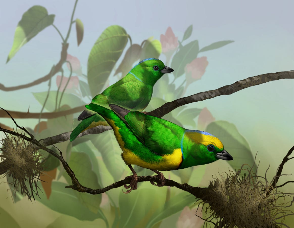 Endemic to Costa Rica and western Panama.  Original art by Bryan Pollock. Atelier trained, Bryan brings the mastery of fine art of line drawing and oil painting to the digital medium. Using Procreate software / app. Family Fringillidae Genus Chlorophonia. 