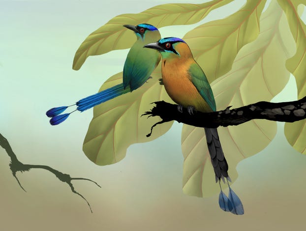 Original art by Bryan Pollock. Atelier trained, Bryan brings the mastery of fine art of line drawing and oil painting to the digital medium. Using Procreate software / app.  Family Momotidae Genus Momotus. Common to Costa Rica.