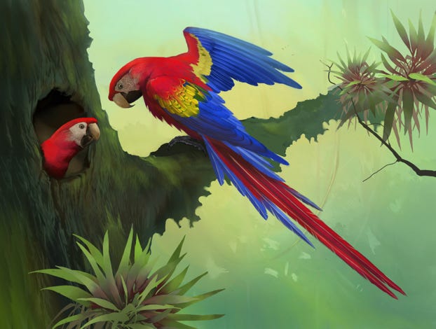 Original art by Bryan Pollock. Atelier trained, Bryan brings the mastery of fine art of line drawing and oil painting to the digital medium. Using Procreate software / app.  Family Psittacidae Genus Ara . Common to Costa Rica.