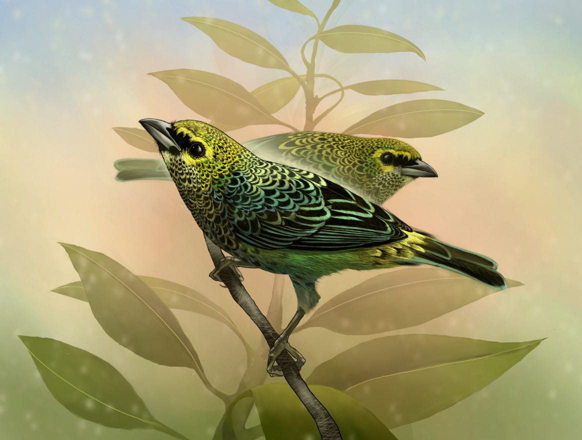 Original art by Bryan Pollock. Atelier trained, Bryan brings the mastery of fine art of line drawing and oil painting to the digital medium. Using Procreate software / app.  Family Thraupidae Genus Ixothraupis. Common to Costa Rica.