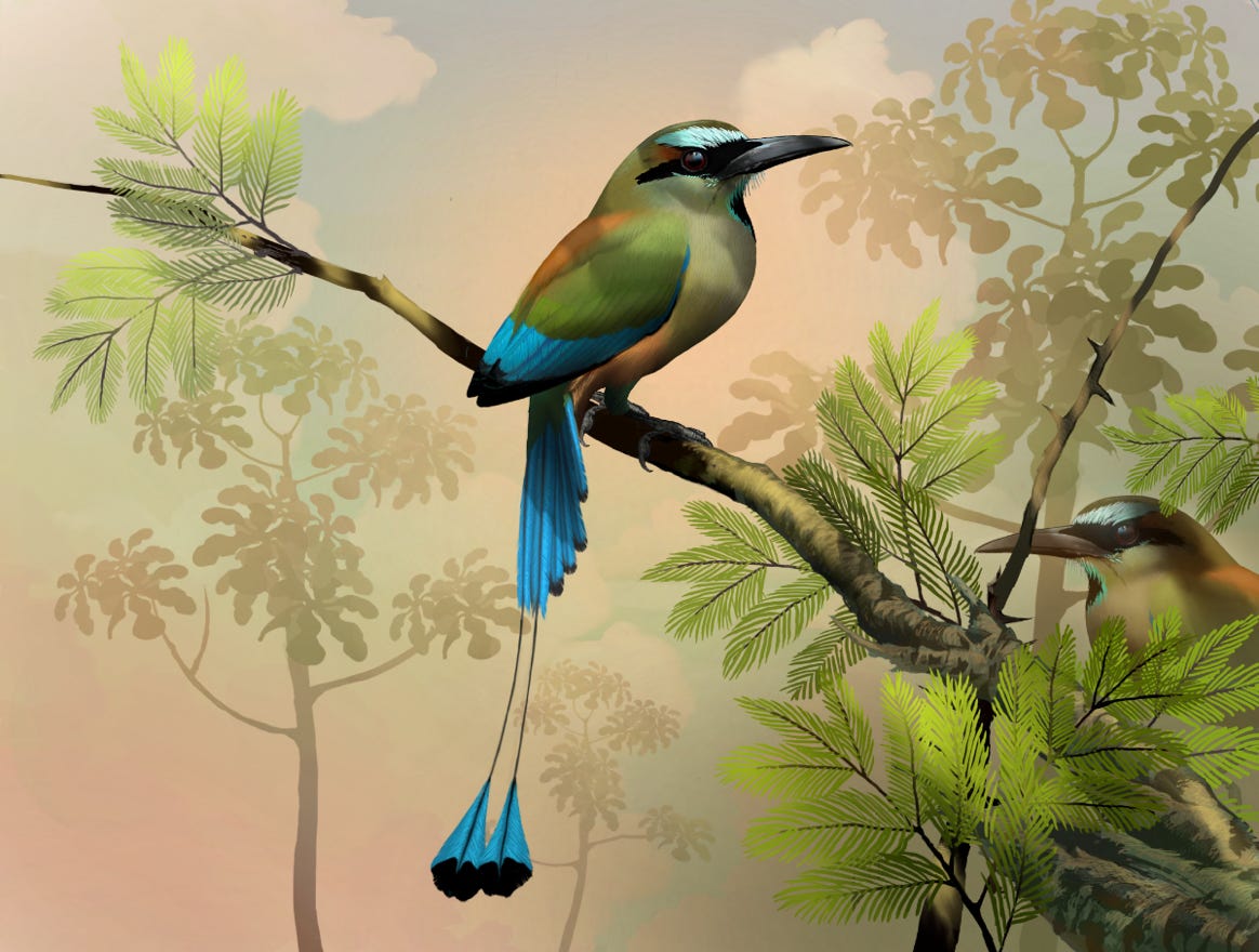 Original art by Bryan Pollock. Atelier trained, Bryan brings the mastery of fine art of line drawing and oil painting to the digital medium. Using Procreate software / app. Family Momotidae Genus Eumomota. Common to Costa Rica