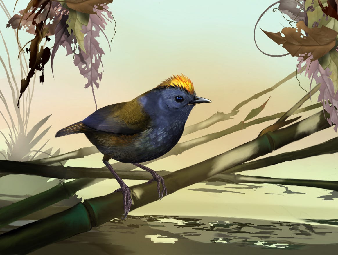 Endemic: from northern Costa Rica to west-central Panama. Original art by Bryan Pollock. Atelier trained, Bryan brings the mastery of fine art of line drawing and oil painting to the digital medium. Using Procreate software / app.   Family Zeledoniidae Genus Zeledonia.